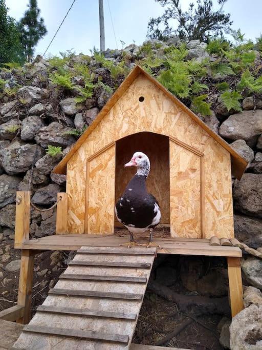 Los Huertos Conect With The Nature & Relax 伊科德·德·洛斯·维诺斯 外观 照片